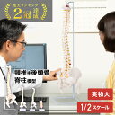 【99%OFF★先着クーポン8/1限定】 人体模型 脊柱模型 脊髄骨盤模型 90cm 実物大 45cm ハーフ 2分の1 吊り下げ 台座付き 模型 スタンド ヘ...