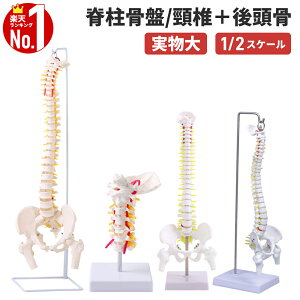【全品50%OFFのチャンス☆13日10時〜15日迄】 人体模型 脊柱模型 脊髄骨盤模型 90cm 実物大 45cm ハーフ 2分の1 吊り下げ 台座付き 模型 スタンド ヘルニア病部 椎骨 頚椎 脊柱 脊椎骨 骨盤 模型 モデル 等身大 頸椎骨模型 首 人体 脊髄 背骨 脊椎 外科 診察 診療 病院