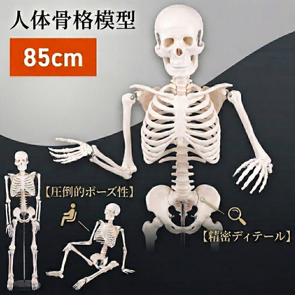 楽天市場】骸骨 模型の通販