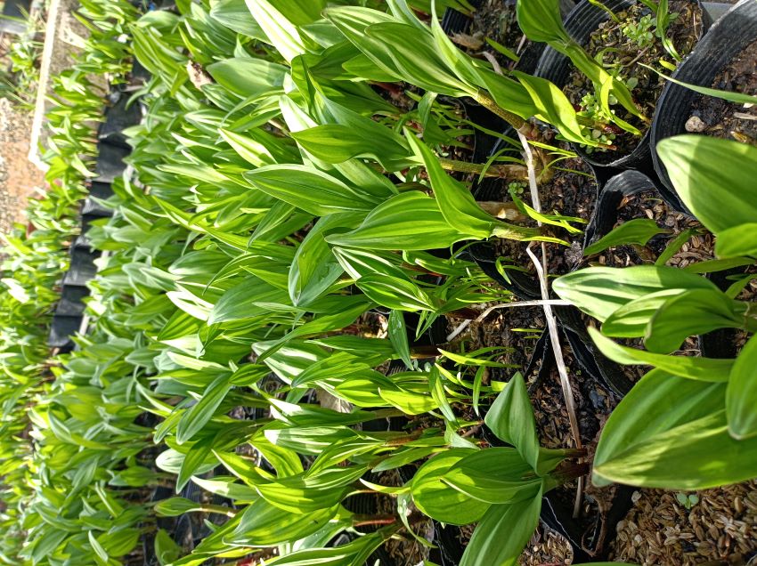 【10年物苗】行者にんにく苗 1株植え ギョウジャニンニク 滋養強壮に強い効果がある新潟特産山菜の王様☆niigataA-03