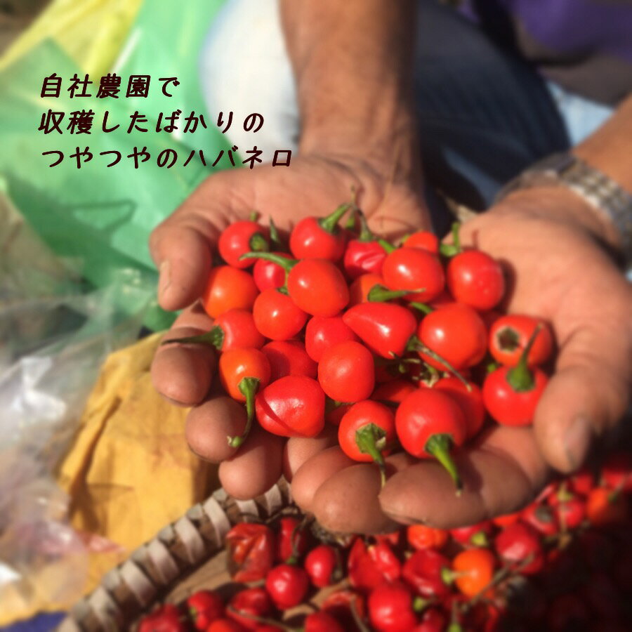 �ڥ���ڥåѡ���70g�ʥϥХͥ�����˵ͤ��ؤ��� �ͥѡ��� ���ѥ��� ����� �������� ��³��ǽ �����ƥʥ֥� ���󥸥㡼 �ƥ��ࡼ������ ��ɻ������ ����� ��ϫ���� ���渵 ������ �ѥ��� Ĵ̣�� ���쥬�� ��� �ѥ������ե����ȥ졼��