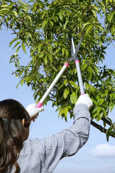 ������̵���ۡʲ��츩������˥����Ϥǥ饯�饯�������ϥ��ߡ�SV-5769