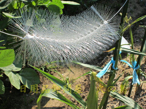 ���饹�ʤ�ƨ���롩���ɤ��Ǥ���ե�����