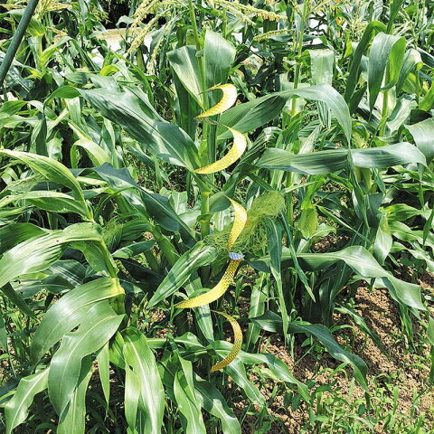 龍宝丸　防鳥・防獣キラキラバリアシート　K-008　クルクルトルネード　3枚入 2