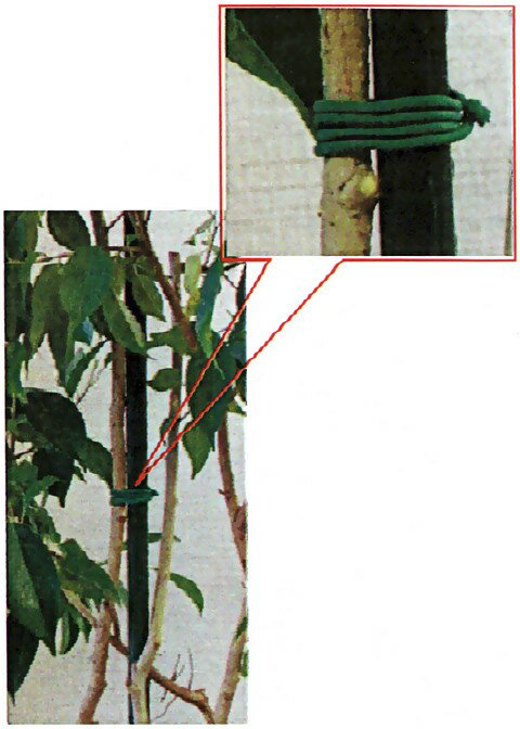 ���եȷ�«������ľ��2.5mm��8m��STC-1508C