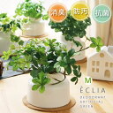 【ポイント10倍】エクリア 消臭アーティフィシャルグリーン 白陶器鉢タイプ M【消臭グッズ 空気清浄 造花 観葉植物 コルクコースター付】