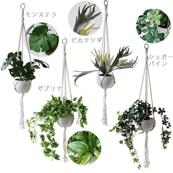 �����ꥢ �ý������ƥ��ե�����륰�꡼�� ��ƫ���ߤ겼�������ס�¤�� ���տ�ʪ��