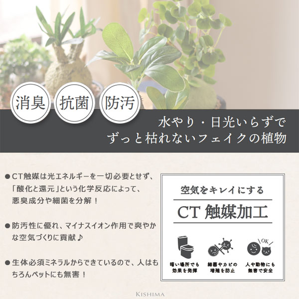 �����ꥢ �ý������ƥ��ե�����륰�꡼�� �����ǥå���L�ڴ��տ�ʪ ¤�� ������ʪ ¿����ʪ �͹����տ�ʪ �����󥾥꡼ ��ե����ʥ��� ���饭�ꥹ��