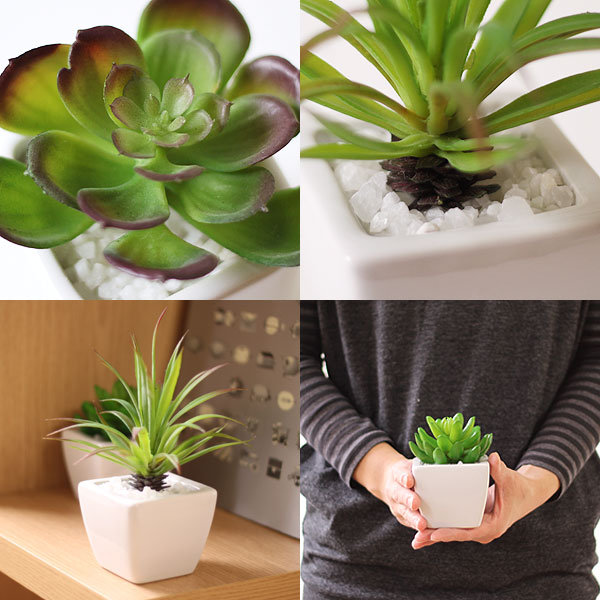小さな多肉植物やコケを寄せ植えした、キュートなアーティフィシャルグリーン。葉の表面にCT触媒加工という特殊な加工が施さているので、抗菌、防汚、消臭効果があります。空間をかわいく飾れて空気もキレイにしてくれるので一石二鳥ですね。