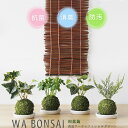 【ポイント10倍】Wa Bonsai・和盆栽 消