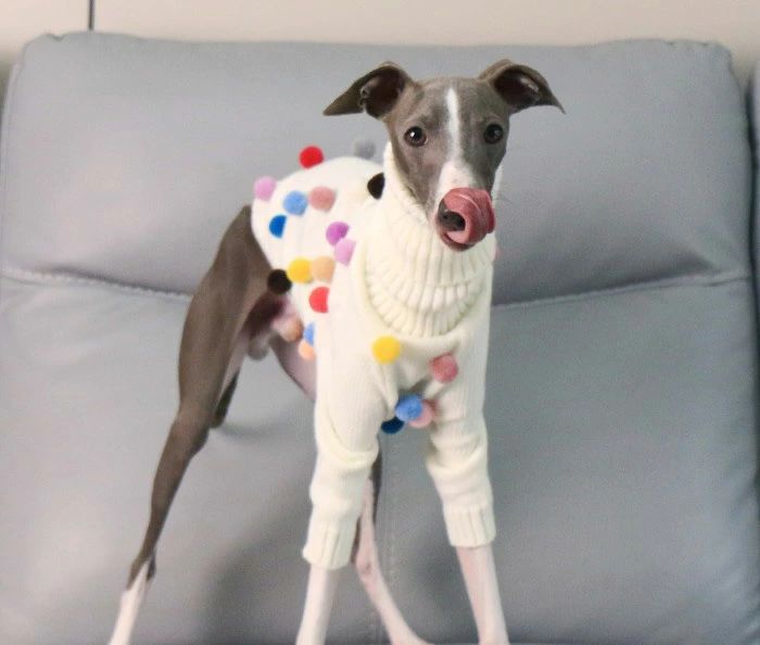 フィール08のイタグレ服 犬 服 冬服 イタリアングレーハウンド ハイネック Tシャツ シンプル おしゃれ い 温かい 保温 伸縮性 冬 秋 厚手 吸湿 抗菌 防臭 ロンパース 動きやすい 伸びがいい かわいいい 面白い ウィペット服 ベドリントンテリア 大きいサイズ 丸玉 カラフル｜アングル3