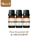 \LINE登録で13%OFFクーポン/ユーカリシトリオドラ アロマオイル エッセンシャルオイル 精油 10ml×3本 アロマディフューザー アロマ 使い方 おすすめ ディフューザー シトリオドラ ユーカリ ユーカリ精油 ユーカリ油