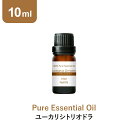 \LINE登録で13%OFFクーポン/アロマオイル 精油【10ml】ユーカリシトリオドラ エッセンシャルオイル アロマディフューザー アロマ 使い方 おすすめ ディフューザー シトリオドラ ユーカリ ユーカリ精油 ユーカリ油