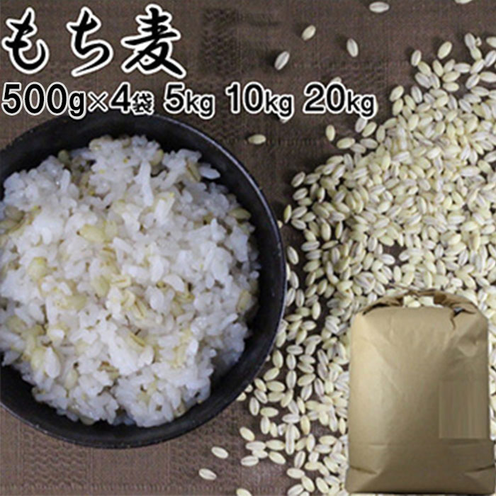 もち麦 |選べる 500g×4袋 5kg 10kg 20kg 大麦 くすもち二条無農薬筑後久保農園福岡県産 国産【筑後久保農園出荷】【…