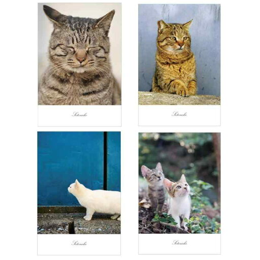 猫 ポストカード 写真 日本製 キジトラ シャム猫 白猫 インテリアポストカード ファインペーパー プレゼント 猫 ポストカード 写真 日本製 キジトラ シャム猫 白猫 インテリアポストカード ファインペーパー プレゼント