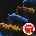 【エントリーでポイント10倍】 CD / MONKEY MAJIK / DNA (CD+DVD) / AVCH-78051