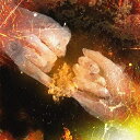 CD / DeNeel / 導火/ブラックアウト / RZCD-77951