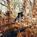 【取寄商品】CD / BILLY WOODS / GOLLIWOG (限定生産盤) / BWZ-804JCD