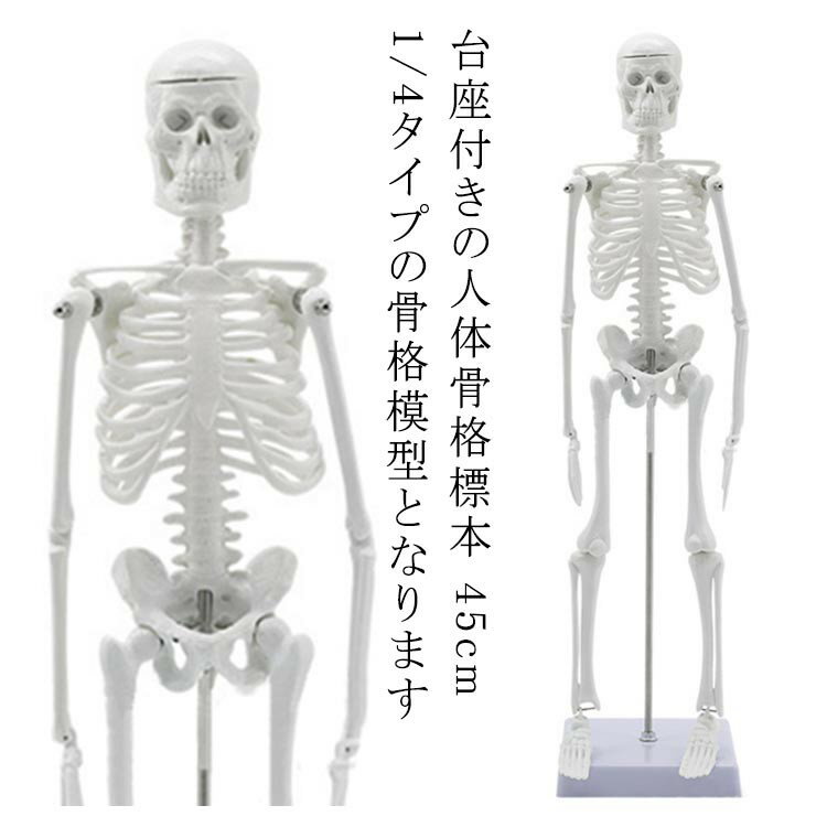 ITEM INFORMATION■ サイズF■ サイズ詳細45cm*10cm■ 素材PVC■ カラーホワイト■ 備考台座付きの人体骨格標本 45cm 1/4タイプの骨格模型となります。簡単に組立できるキットとなっており、教育用や学生の学習用...