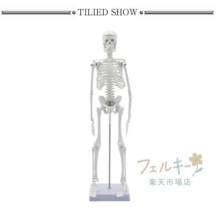 人体骨格模型 45cm 可動式 スタンド付き ...の紹介画像2