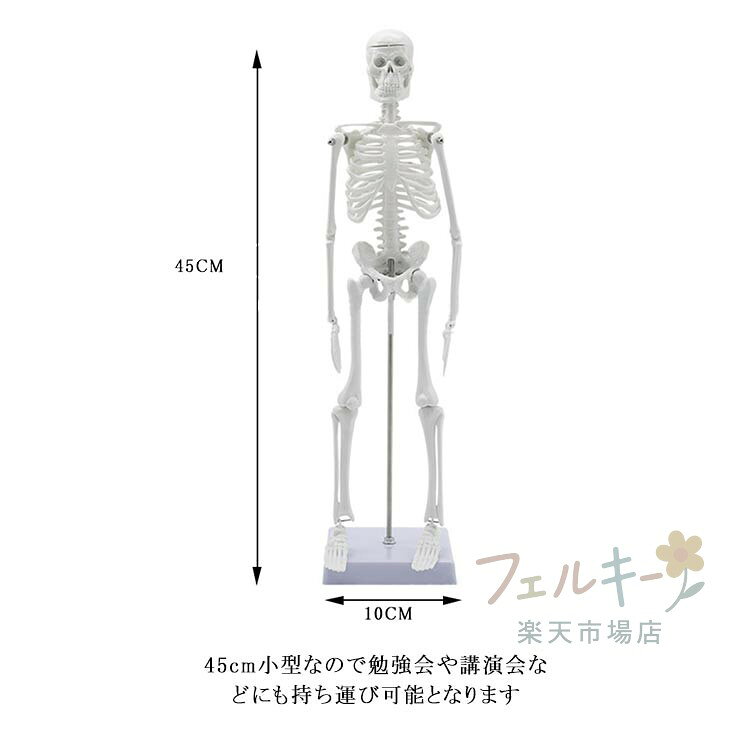 人体骨格模型 45cm 可動式 スタンド付き ...の紹介画像3
