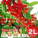 佐藤錦2L1kg【予約注文6月中旬頃から発送】送料無料！福島県産さくらんぼ 佐藤錦 2Lサイズ 1k ...