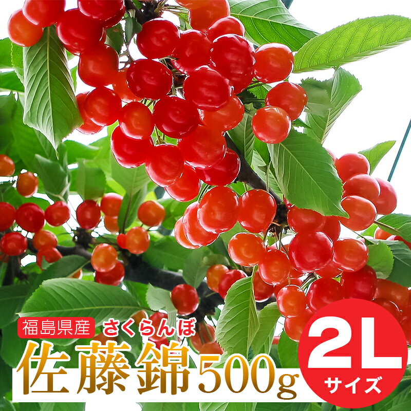 さくらんぼ さくらんぼ 佐藤錦 2L【予約注文6月中旬頃から発送】送料無料！福島県産さくらんぼ 佐藤錦 2Lサイズ 500g バラ詰め ご家庭用 贈答品 ギフト 贈り物 福島県 伊達市産 産地直送 ふくしまプライド