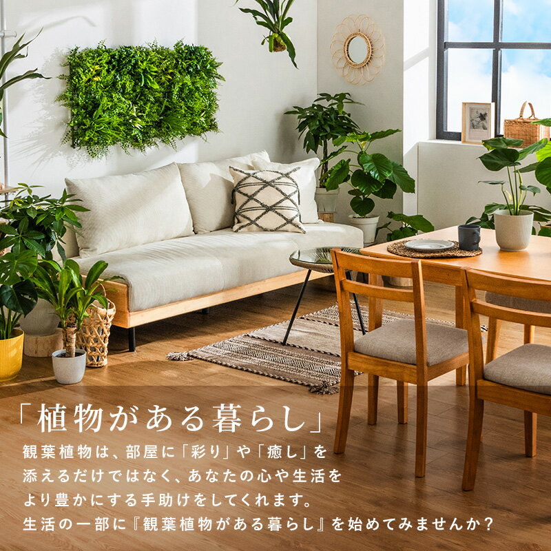 パキラ 観葉植物 7号 鉢カバー付き 高さ約60〜80cm 鉢 植物 本物 インテリア お祝...