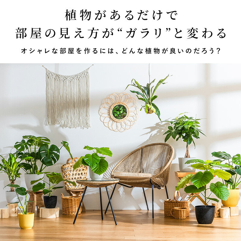 パキラ 観葉植物 7号 鉢カバー付き 高さ約60〜80cm 鉢 植物 本物 インテリア お祝...