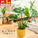 【ポイント5倍★7/15 12:00〜23:59】 モンステラ インテリア 観葉植物 7号 高さ約55〜75cm 鉢カバー付き おしゃれ 鉢 植物 鉢 お祝い ...