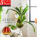 【クーポンで5%OFF★8/24 20:00〜8/25 23:59】 コウモリラン コウモリランの苔玉 吊り下げ 苔玉 ビカクシダ 本物 ワイヤー付き ネザーラ...