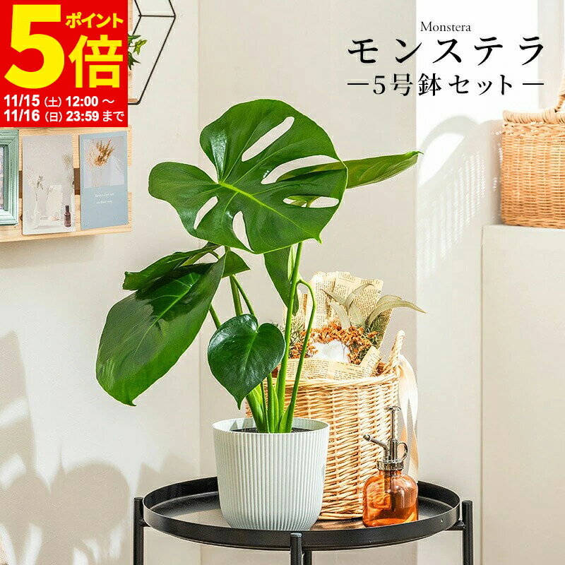 【ポイント5倍★11/15 12:00〜11/16 23:59】 モンステラ 観葉植物 5号 高さ約40〜55cm 鉢カバー付き 鉢 植物 鉢カバー付き おしゃれ 植物 鉢 お祝い オフィス 店舗 事務所 おしゃれな植木鉢 インテリア プレゼント 育てやすい 初心者