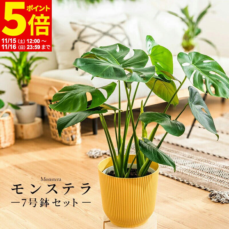 【ポイント5倍★11/15 12:00〜11/16 23:59】 モンステラ インテリア 観葉植物 7号 高さ約55〜75cm 鉢カバー付き おしゃれ 鉢 植物 鉢 お祝い オフィス 店舗 事務所 おしゃれな植木鉢 プレゼント 育てやすい 初心者