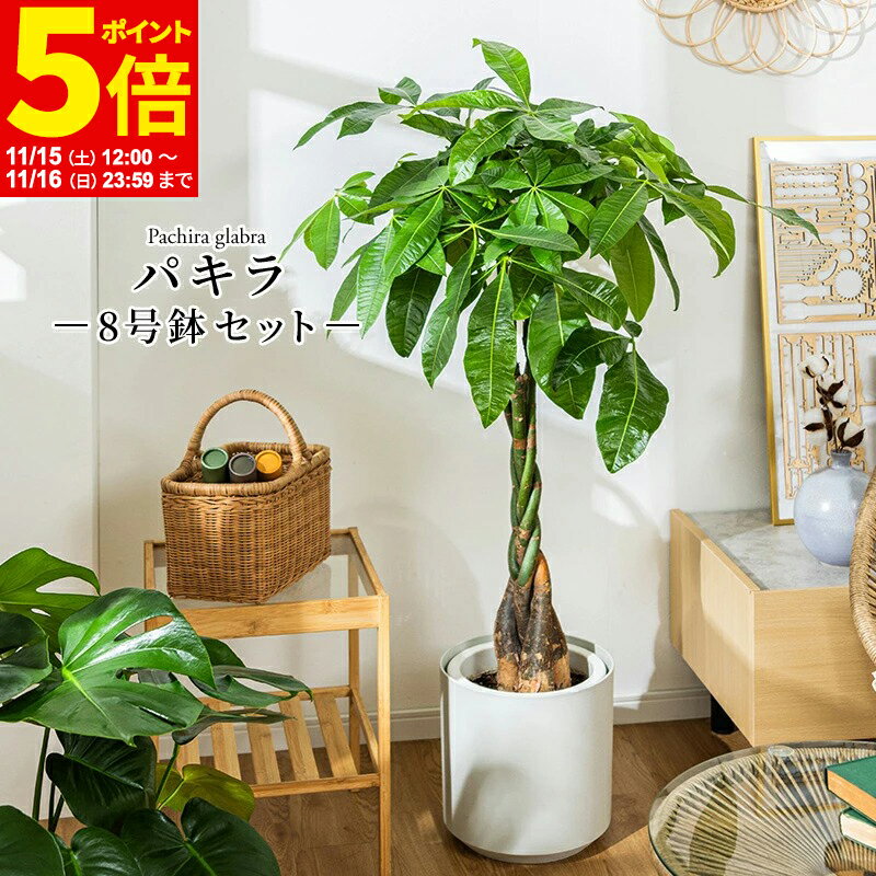 【ポイント5倍★11/15 12:00〜11/16 23:59】 パキラ 観葉植物 8号 鉢カバー付き 高さ約100〜120cm 鉢 植物 本物 インテリア お祝い オフィス 店舗 事務所 おしゃれな植木鉢 プレゼント 育てやすい 初心者