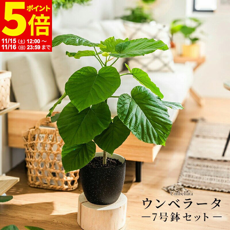 【ポイント5倍★11/15 12:00〜11/16 23:59】 ウンベラータ 室内観葉植物 7号 高さ約70〜90cm 鉢カバー付き 観葉植物 植物 鉢 お祝い オフィス 店舗 事務所 おしゃれな植木鉢 オシャレ プレゼント インテリア 育てやすい 初心者