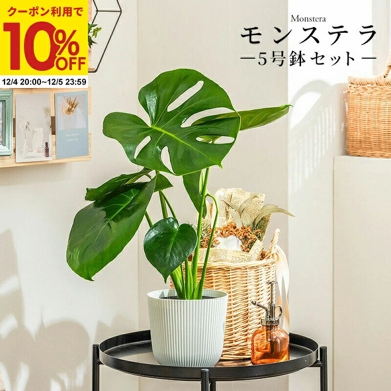 【クーポンで10%OFF★12/4 20:00〜12/5 23:59】 モンステラ 観葉植物 5号 高さ約40〜55cm 鉢カバー付き 鉢 植物 鉢カバー付き おしゃれ 植物 鉢 お祝い オフィス 店舗 事務所 おしゃれな植木鉢 インテリア プレゼント 育てやすい 初心者