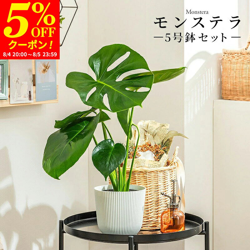 楽天市場】観葉植物 モンステラ 5号の通販