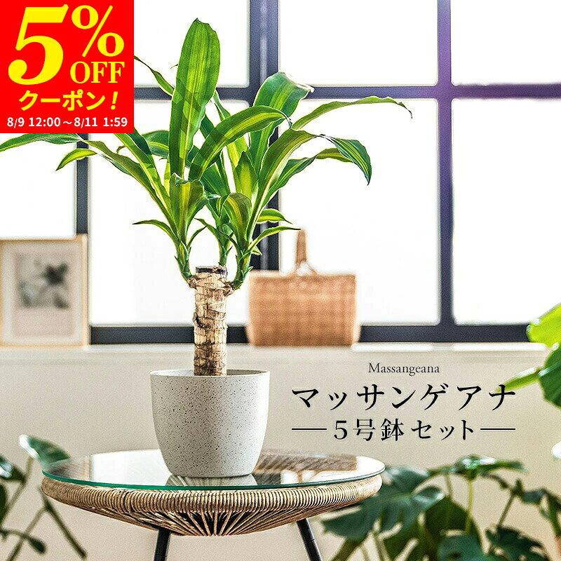 【クーポンで5%OFF★8/11 1:59まで】マッサン 観葉 植物 本物 観葉植物 5号 高さ約45〜55cm ドラセナ マッサンゲアナ おしゃれ 幸福の木 ドラセナ・マッサンゲアナ 鉢カバー付き 鉢 お祝い オフィス 店舗 事務所 インテリア 育てやすい 初心者