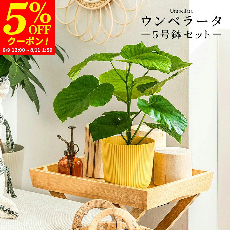 【クーポンで5%OFF★8/11 1:59まで】ウンベラータ 室内観葉植物 5号 高さ約40〜60cm 鉢カバー付き 観葉植物 植物 鉢 お祝い オフィス 店舗 事務所 おしゃれな植木鉢 インテリア オシャレ プレゼント 育てやすい 初心者