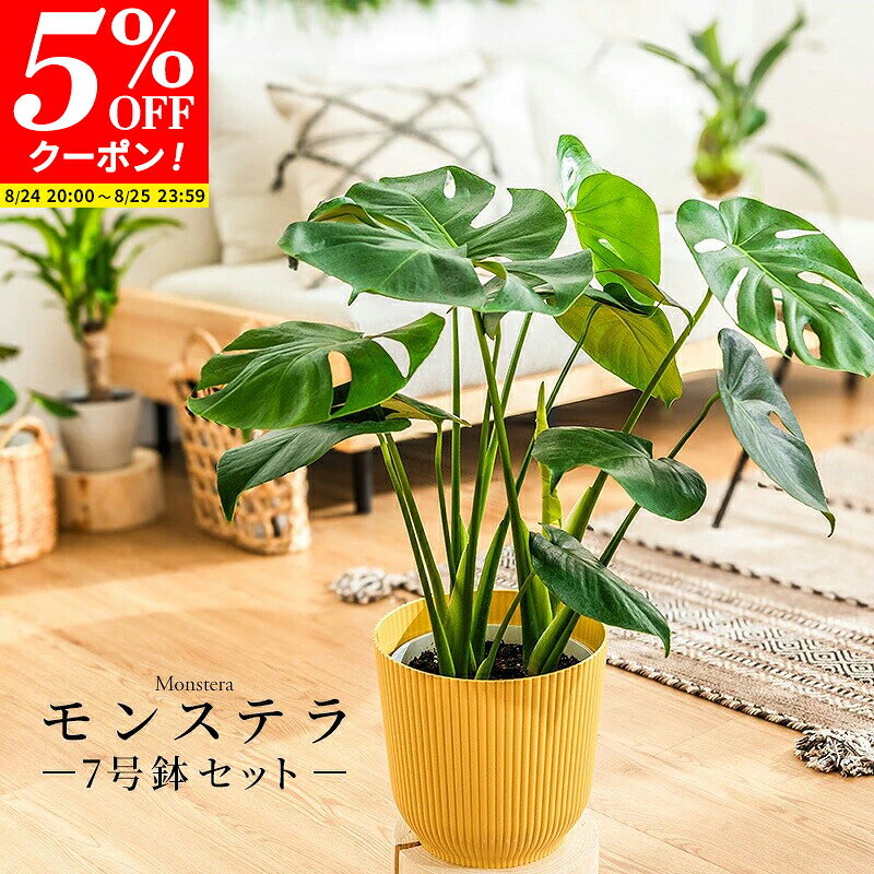 【クーポンで5%OFF★8/24 20:00〜8/25 23:59】モンステラ インテリア 観葉植物 7号 高さ約55〜75cm 鉢カバー付き おしゃれ 鉢 植物 鉢 お祝い オフィス 店舗 事務所 おしゃれな植木鉢 プレゼント 育てやすい 初心者