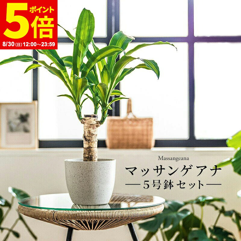 【ポイント5倍★8/30 12:00〜23:59】マッサン 観葉 植物 本物 観葉植物 5号 高さ約45〜55cm ドラセナ マッサンゲアナ おしゃれ 幸福の木 ドラセナ・マッサンゲアナ 鉢カバー付き 鉢 お祝い オフィス 店舗 事務所 インテリア 育てやすい 初心者