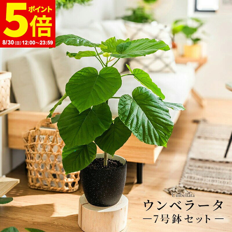 【ポイント5倍★8/30 12:00〜23:59】ウンベラータ 室内観葉植物 7号 高さ約70〜90cm 鉢カバー付き 観葉植物 植物 鉢 お祝い オフィス 店舗 事務所 おしゃれな植木鉢 オシャレ プレゼント インテリア 育てやすい 初心者
