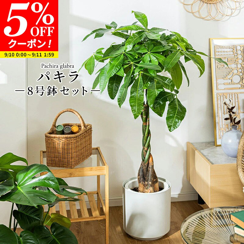 楽天市場】パキラ8号 観葉植物の通販