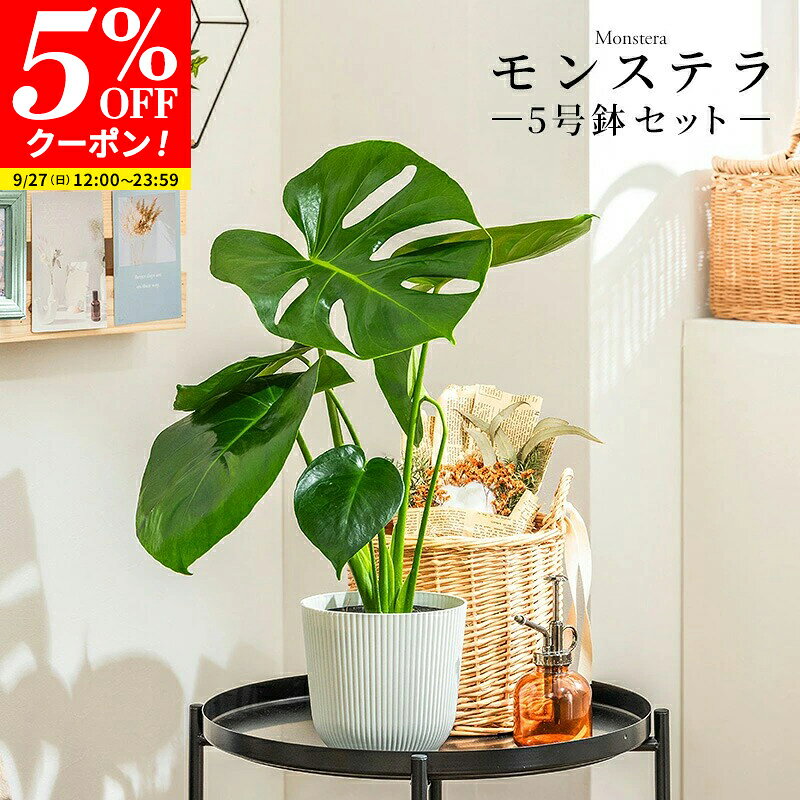 【クーポンで5%OFF★9/27 12:00〜23:59】モンステラ 観葉植物 5号 高さ約40〜55cm 鉢カバー付き 鉢 植物 鉢カバー付き おしゃれ 植物 鉢 お祝い オフィス 店舗 事務所 おしゃれな植木鉢 インテリア プレゼント 育てやすい 初心者
