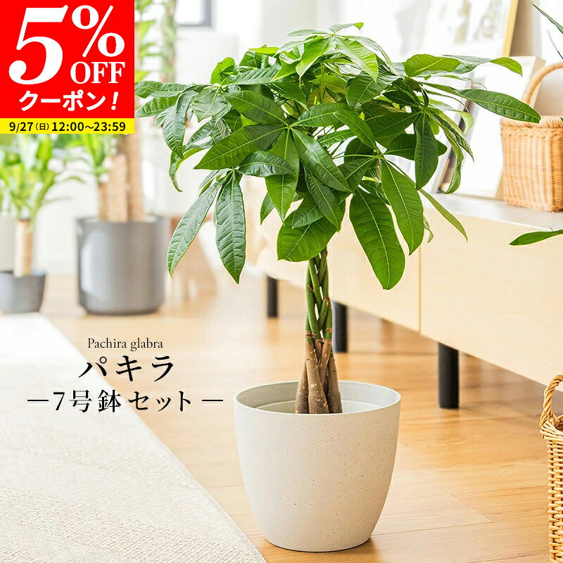 【クーポンで5%OFF★9/27 12:00〜23:59】パキラ 観葉植物 7号 鉢カバー付き 高さ約60〜80cm 鉢 植物 本物 インテリア お祝い オフィス 店舗 事務所 おしゃれな植木鉢 プレゼント 育てやすい 初心者