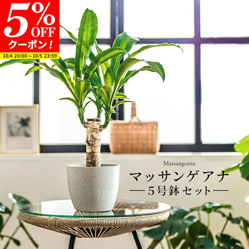 【クーポンで5%OFF★10/4 20:00〜10/5 23:59】マッサン 観葉 植物 本物 観葉植物 5号 高さ約45〜55cm ドラセナ マッサンゲアナ おしゃれ 幸福の木 ドラセナ・マッサンゲアナ 鉢カバー付き 鉢 お祝い オフィス 店舗 事務所 インテリア 育てやすい 初心者