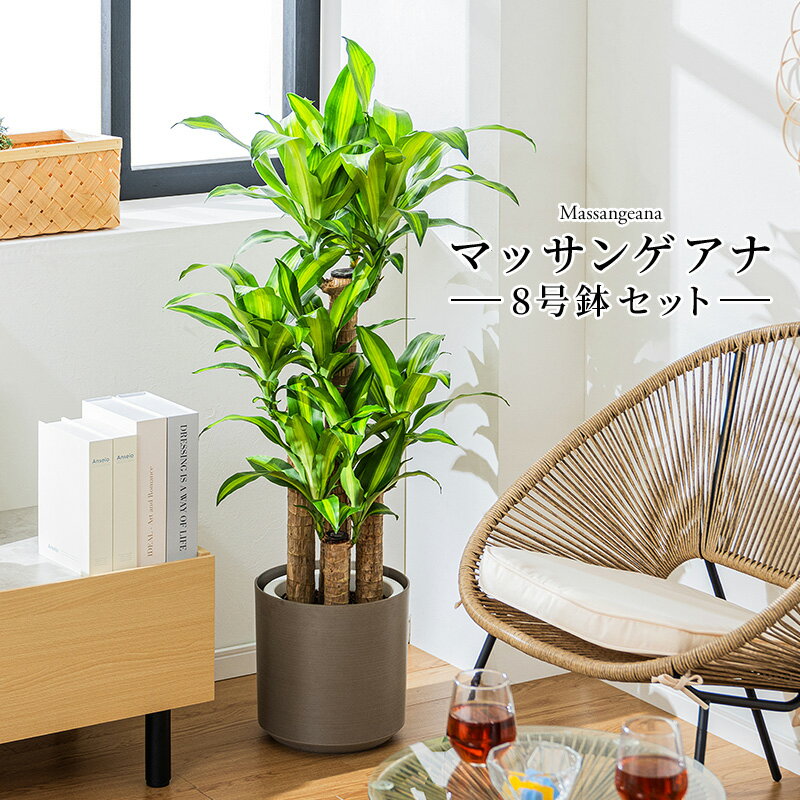マッサン 観葉 植物 本物 観葉植物 8号 高さ約110〜130cm ドラセナ マッサンゲアナ おしゃれ 幸福の木 ドラセナ・マッサンゲアナ 鉢カバー付き 鉢 お祝い オフィス 店舗 事務所 インテリア 育てやすい 初心者