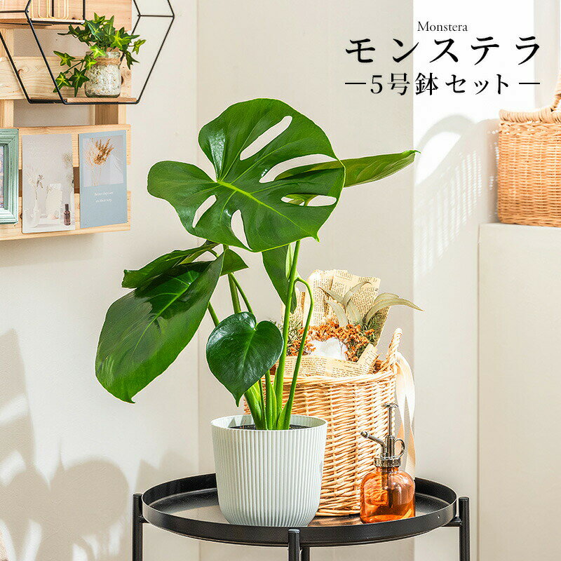 楽天市場】観葉植物 モンステラ 5号の通販 楽天市場】観葉植物 モンステラ 5号の通販