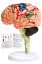 脳模型（医療学習用）日本語説明書付き　組立て方の動画あり ＜脳 模型 医療 図＞ 学習 医学 解剖 脳模型 立体 勉強 医師 医学生 頭蓋骨 人体模型 脳モデル 脳みそ 大脳 仕組み 神経学 テスト＞