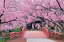 エポック社 1000ピース ジグソーパズル 日本風景 天下一の桜 高遠城址ー長野 (50×75cm) 10-805 のり付き ヘラ付き 点数券付き EPOCH 5,268円